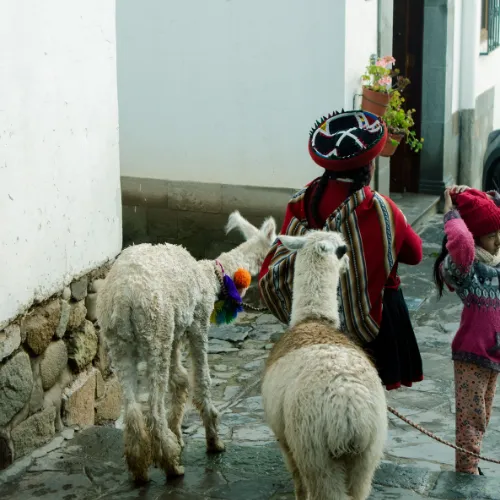 Walking with alpacas