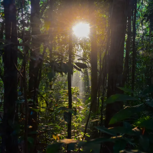 Night rainforest walks to Amazon