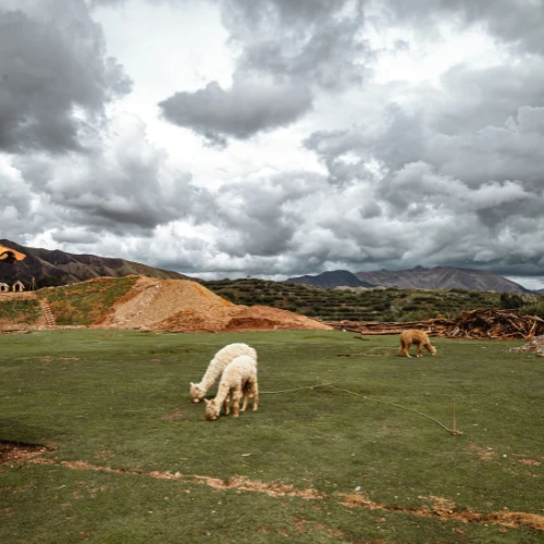 Green nature in Maras Moray