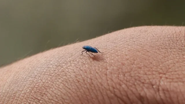 Animals to Huchuy Qosqo