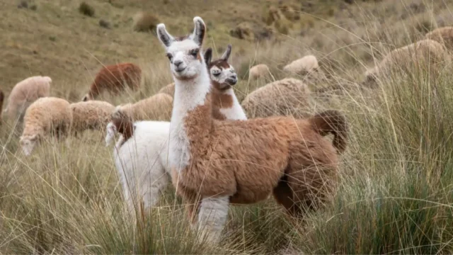 Lames on the way through huchuy Qosqo