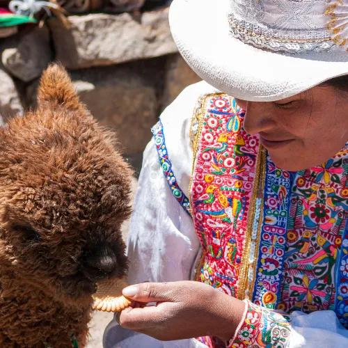 Tour with alpacas andean