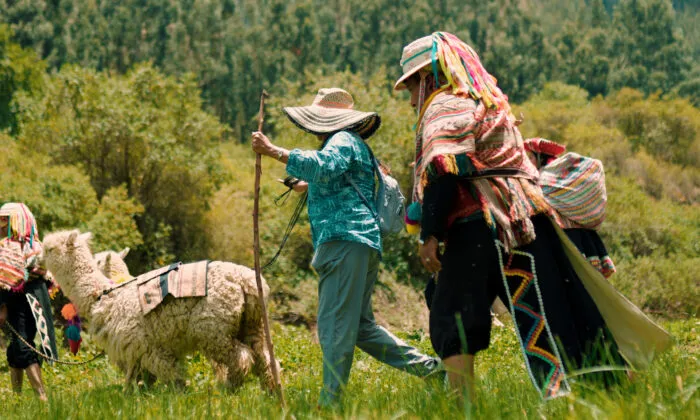 3-Hour Alpaca Walking Tour in the Sacred Valley - Half Day
