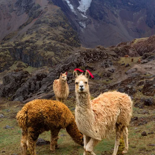 Alpacas giving rides to tourists in Cusco