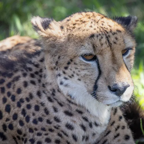 Animals from the Pacaya Samiria National Reserve to the Amazon
