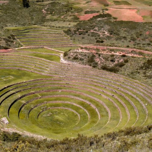 Varieties of plants suitable for cultivation in Maras Moray.