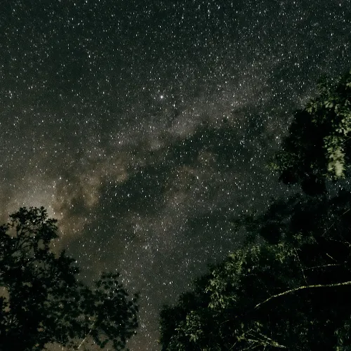 Night rainforest walks to Amazon