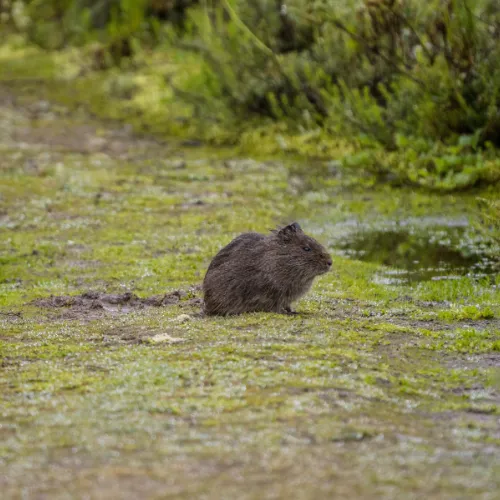 Wildlife trails to Amazon route