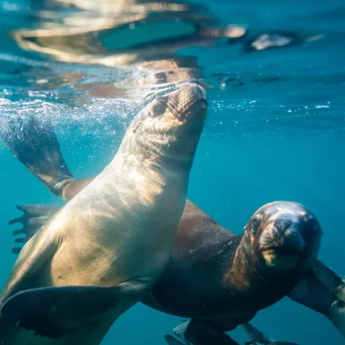 Marine wildlife to Ica & Nazca