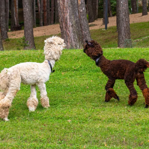 Alpacas walking tour from Sacred Valley