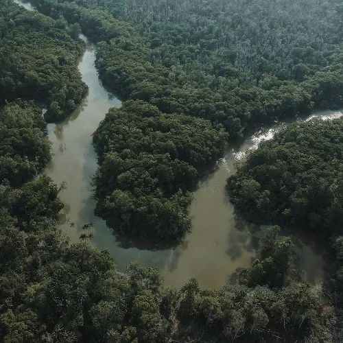 Jungle environment