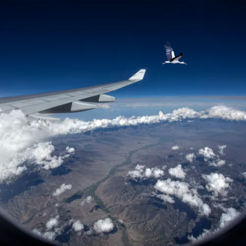 Nazca Lines Overflight from Pisco