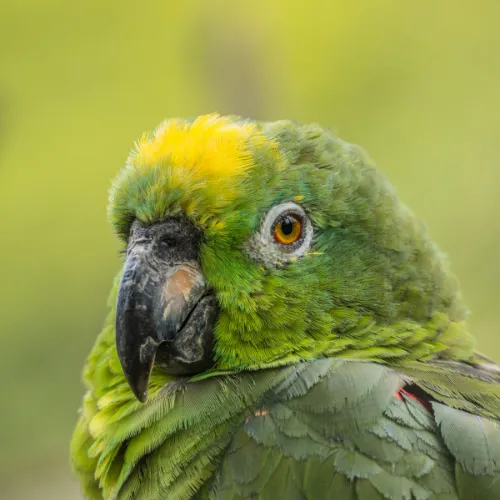 luxury peru tour packages - 12 days