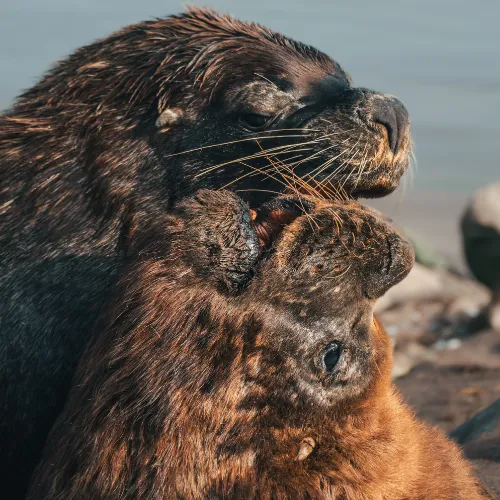 Full-Day Paracas National Reserve Tour