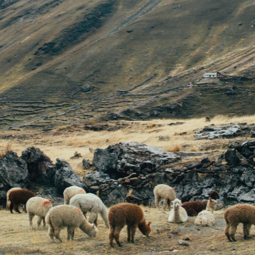 Animals at Humantay Lake