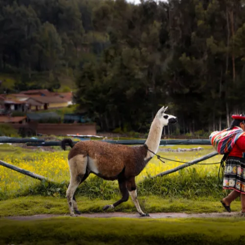 Alpaca walking tour