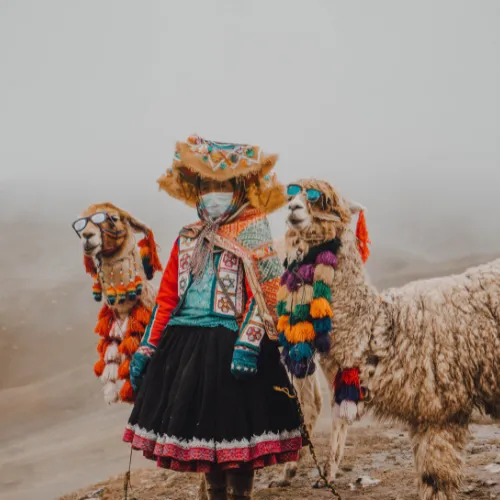 Andean alpacas of Cusco