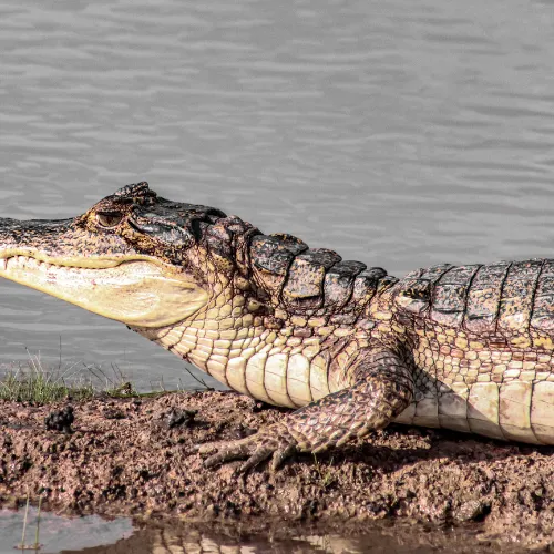 Animals from the Pacaya Samiria National Reserve to the Amazon