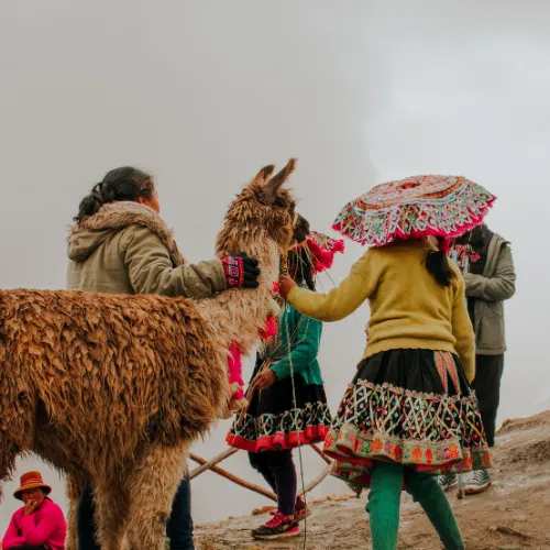 Andean alpacas of Cusco