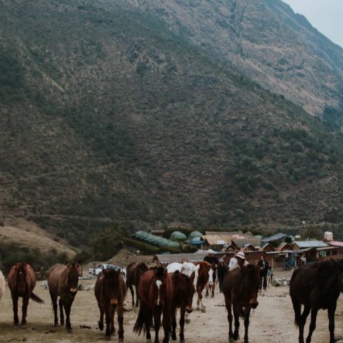 Additional horses for travelers to Humantay.