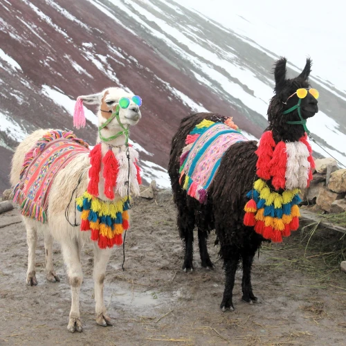 Walking with Alpacas + Natural Dyeing Experience