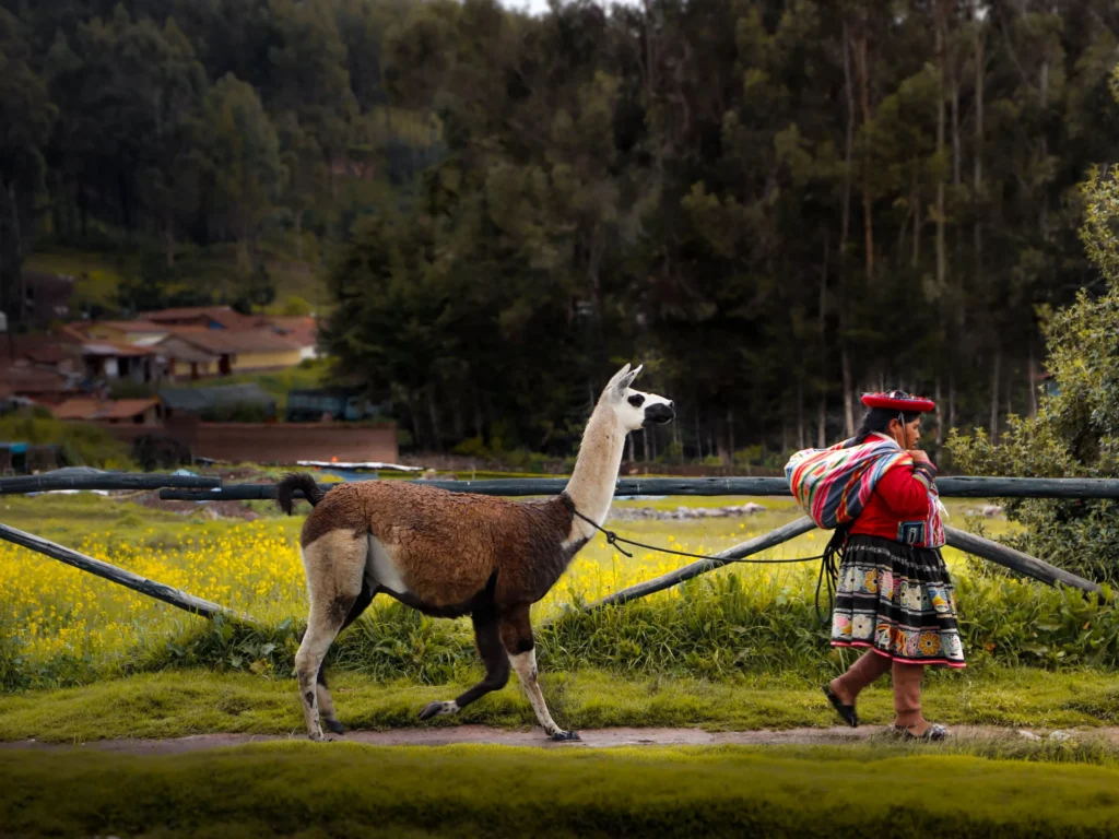 Alpaca Half Day Tour in the Sacred Valley