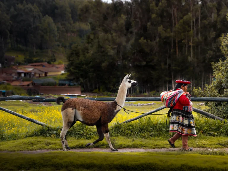 Alpaca Half Day Tour in the Sacred Valley