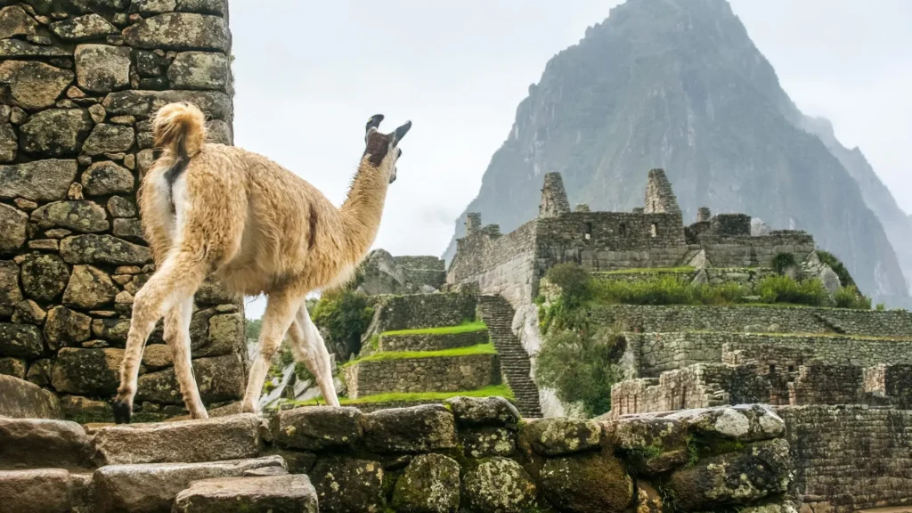 alpaca tours in peru